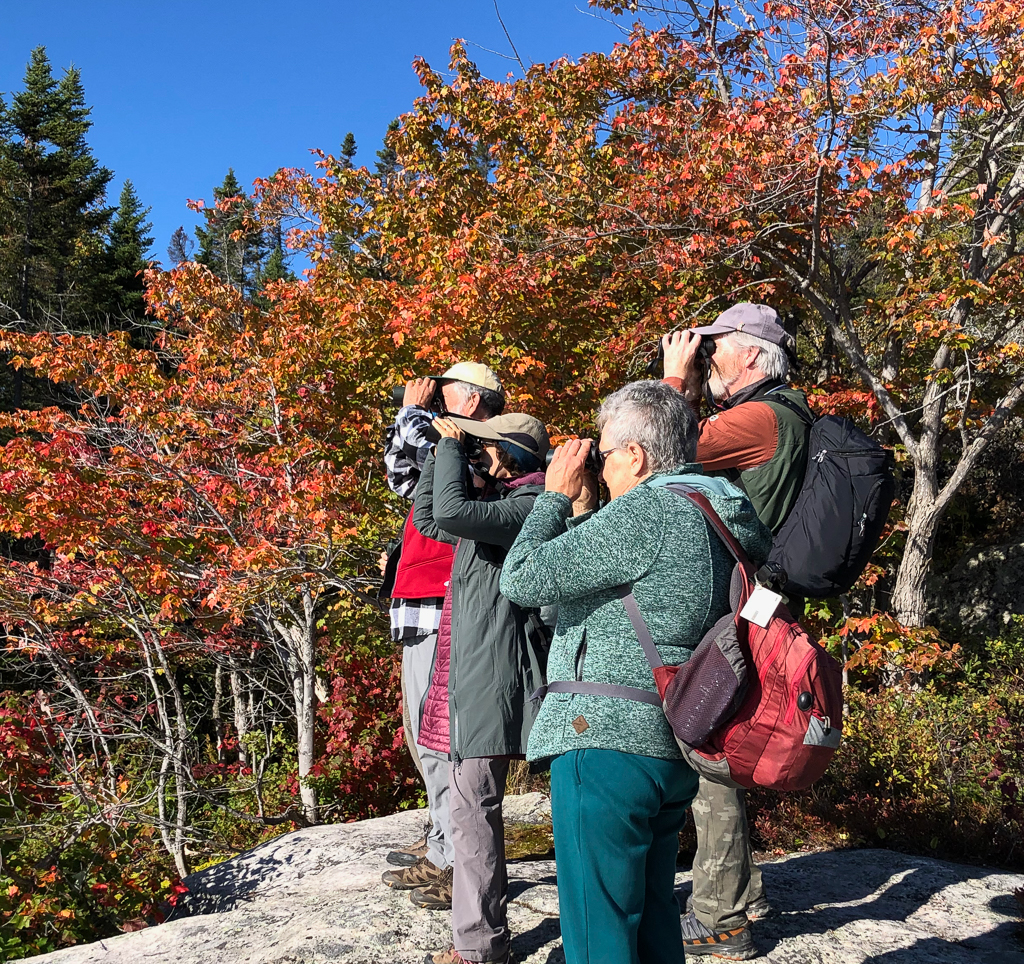 birders and autumn colors in Quebec