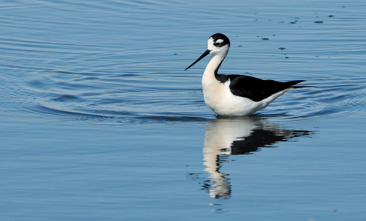 Black-necked Stilt