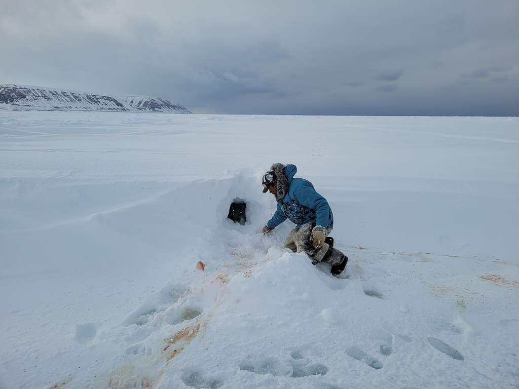 Evidence of polar bear kill at Ringed Seal den