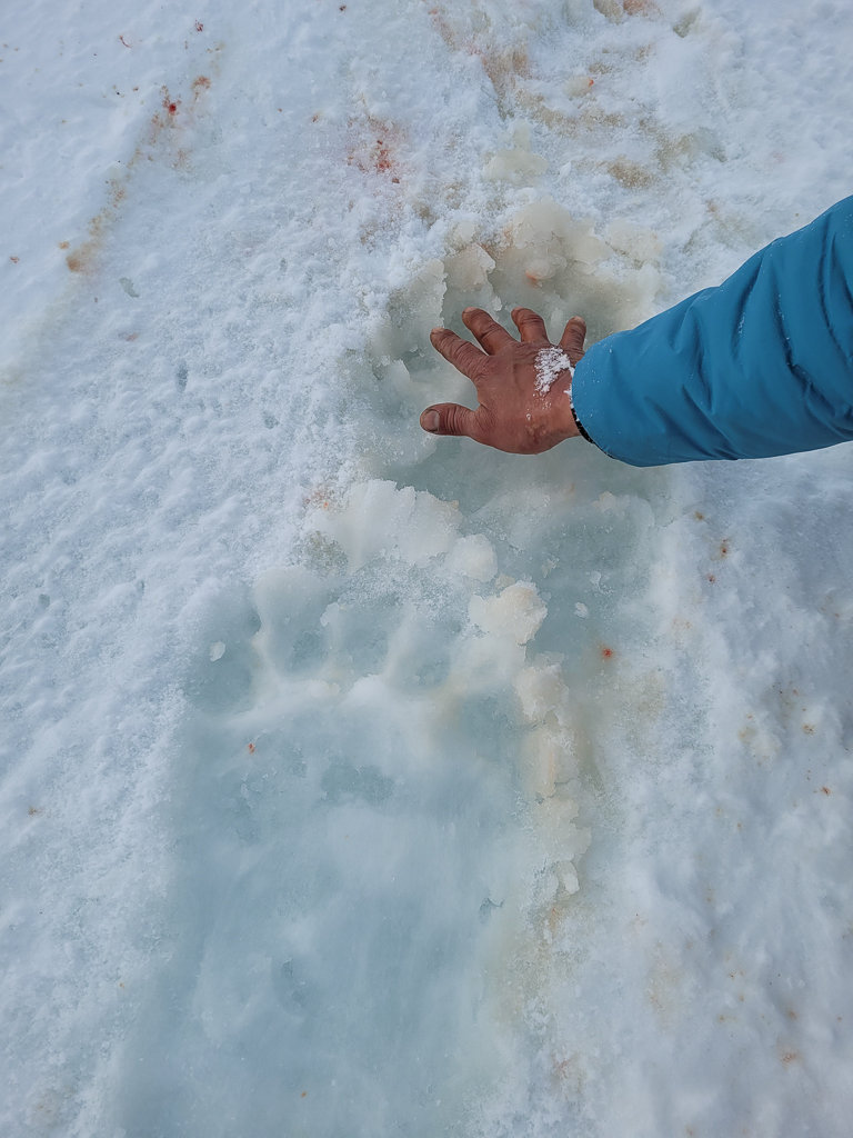 Polar bear tracks