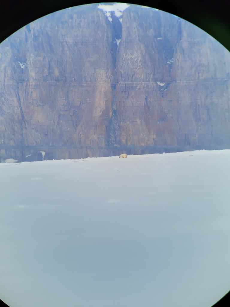 Polar bear through spotting scope