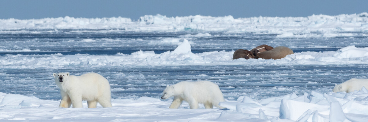Arctic Bay Floe Edge Trip Report (May 23 - 29, 2022)