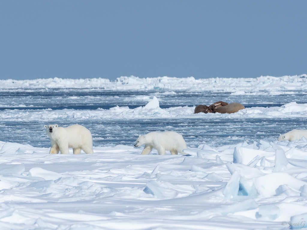 Mother Polar Bear and cubs with walrus