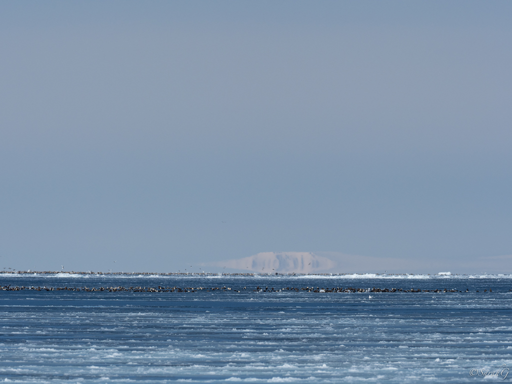 Migrating King Eiders
