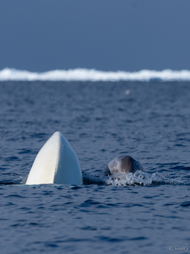 Beluga with calf at the floe edge