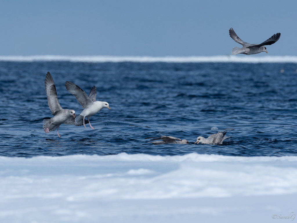 Northern Fulmar at the floe edge