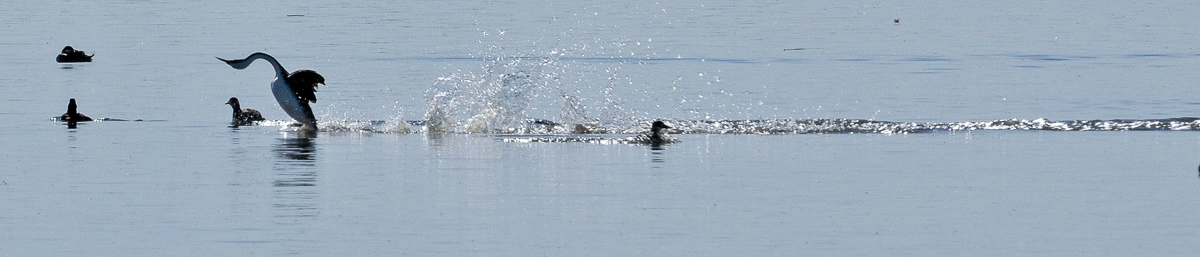 Western Grebe display