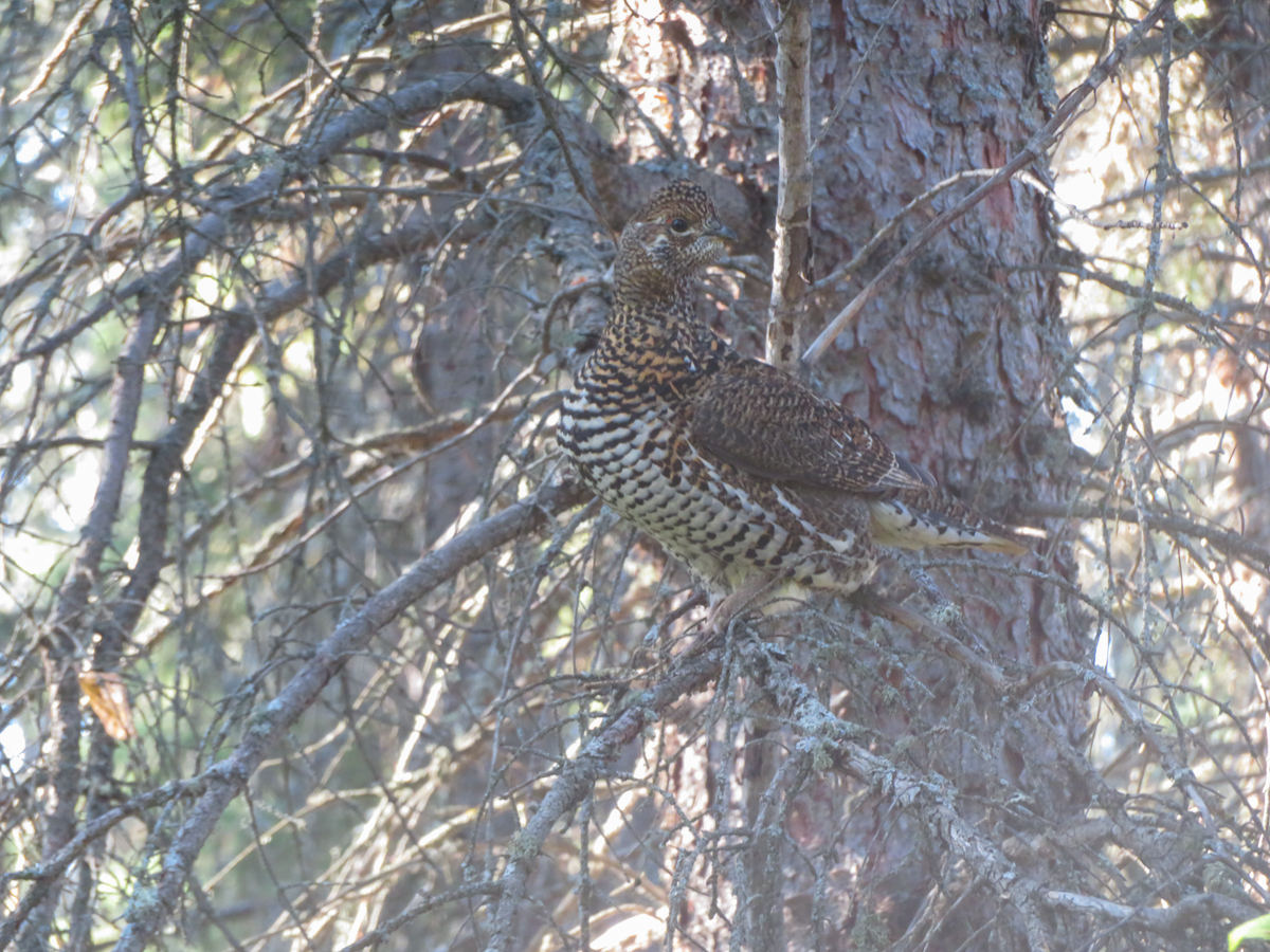 Spruce Grouse