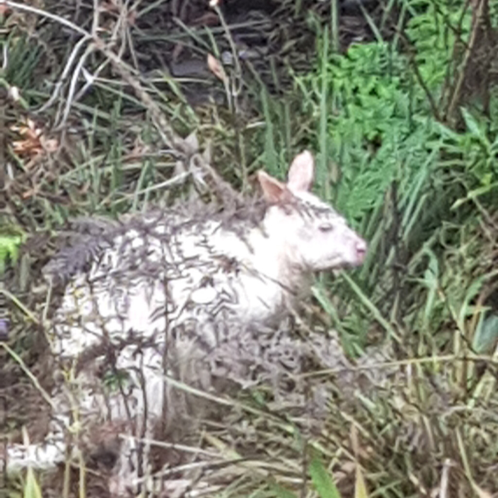 White Wallaby on Bruny Island