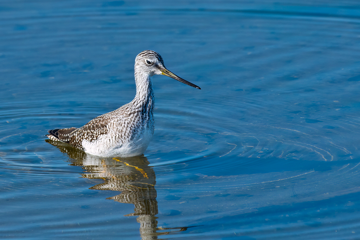Greater Yellowlegs