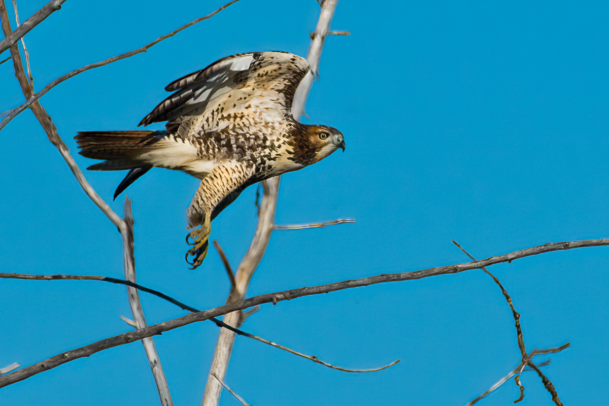 Red-tailed Hawk