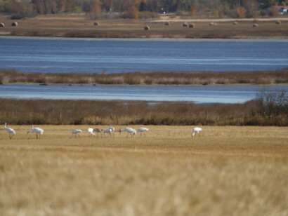 Whooping Cranes in field