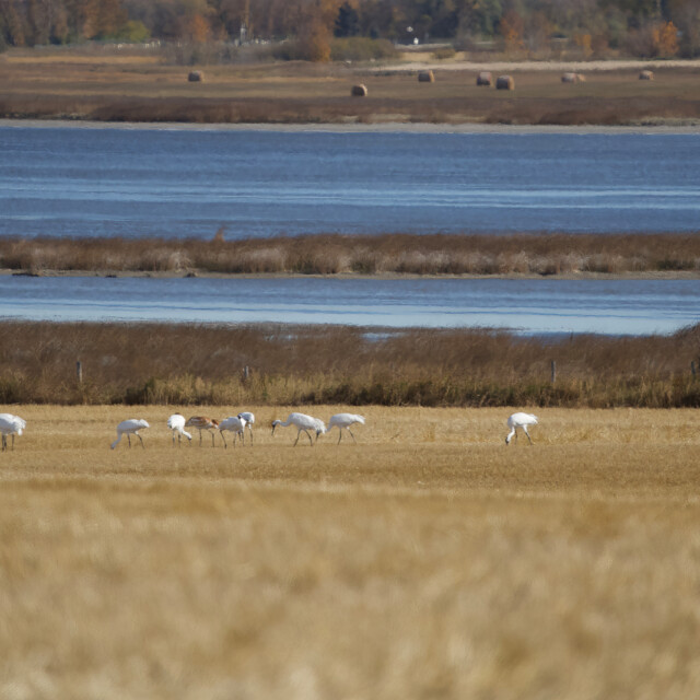 Whooping Cranes in field