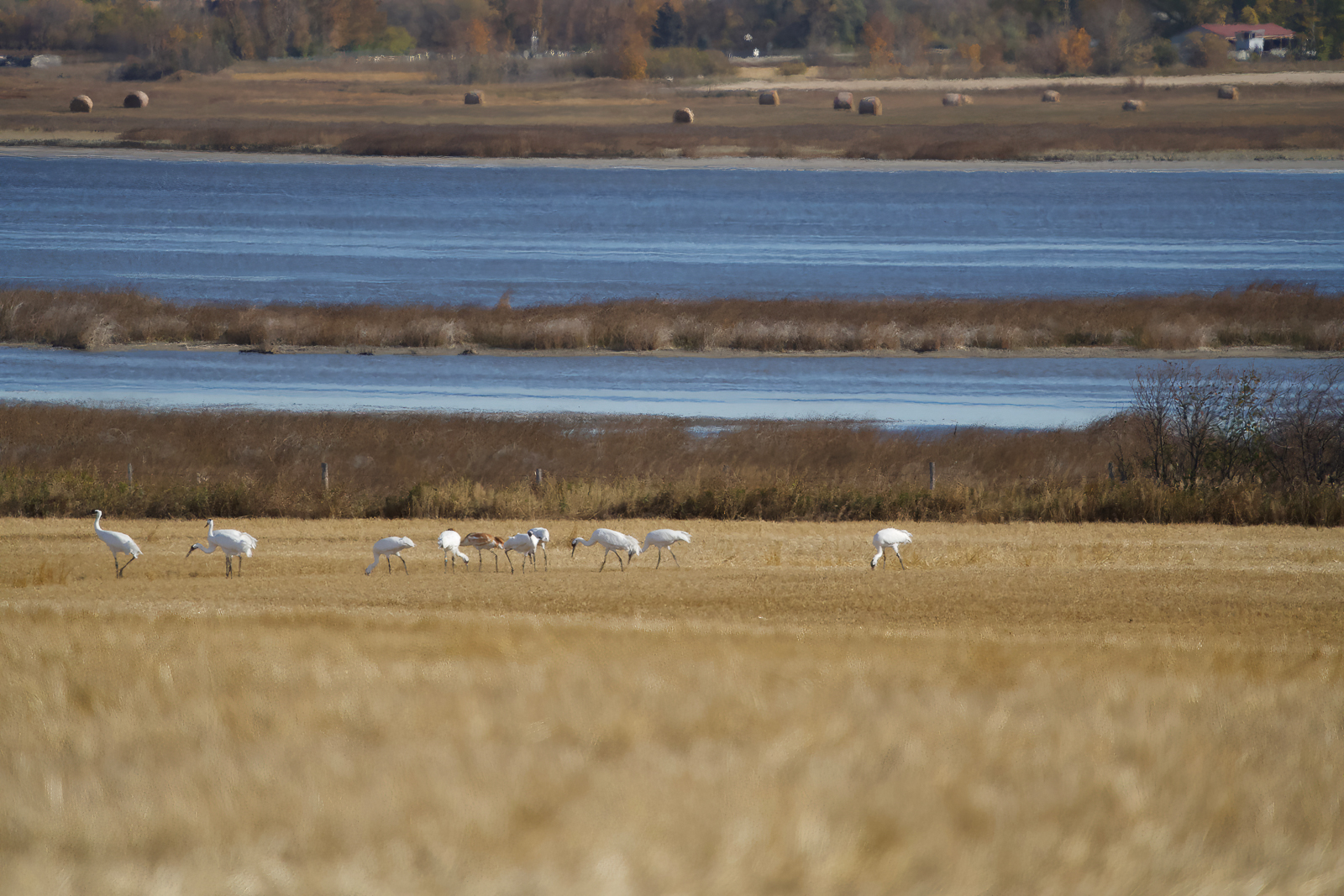 Whooping Cranes in field