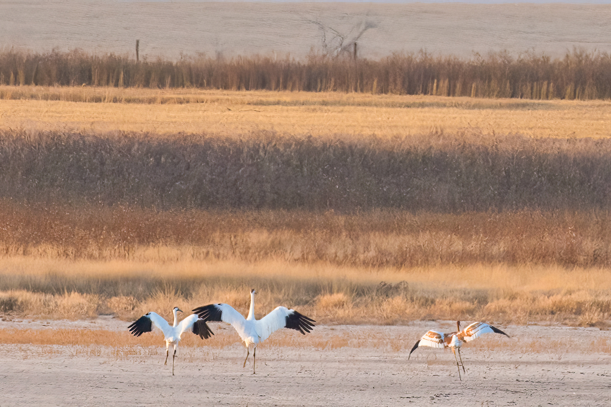 Whooping cranes