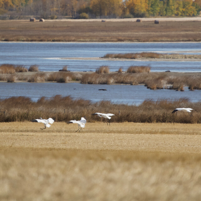 Whooping cranes landing