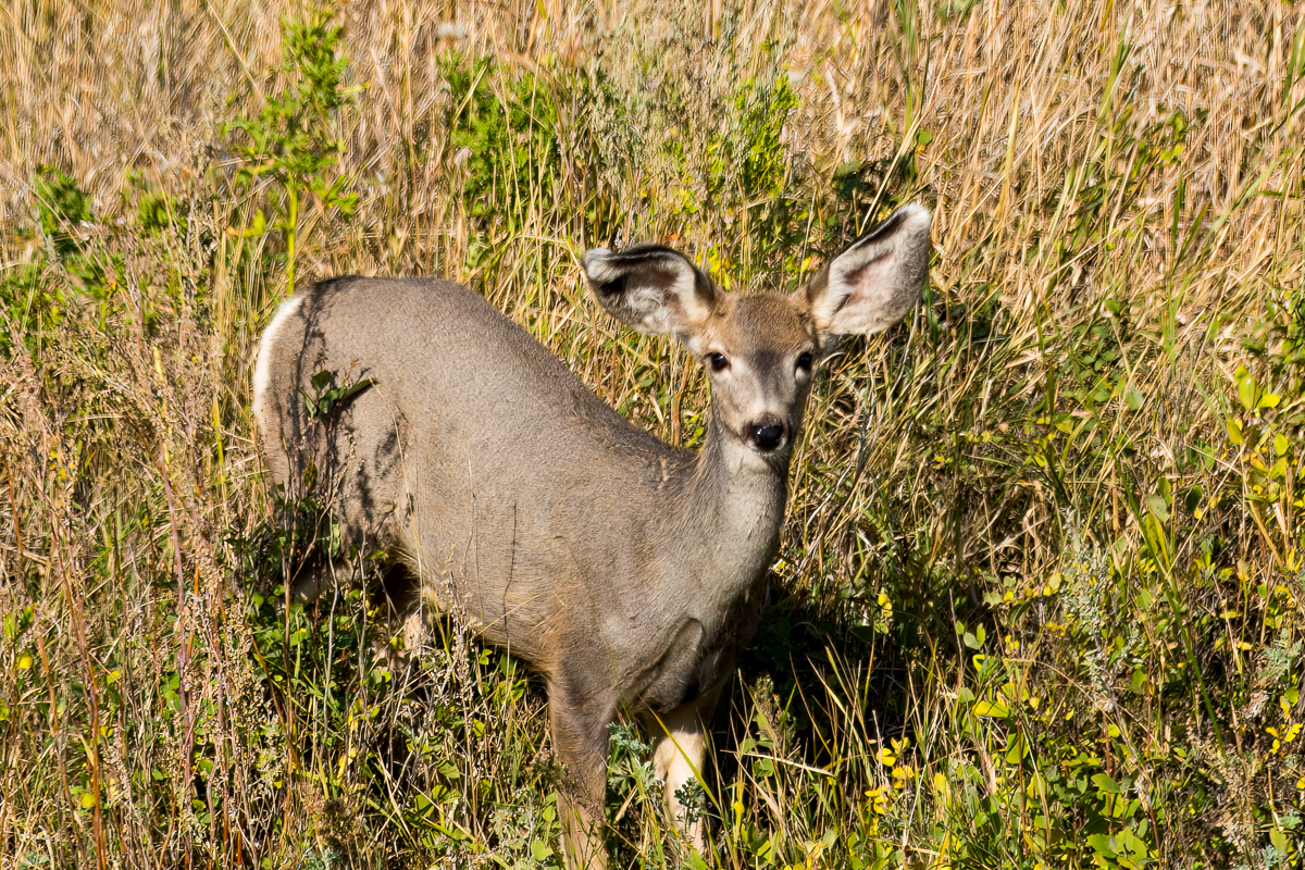 Mule Deer
