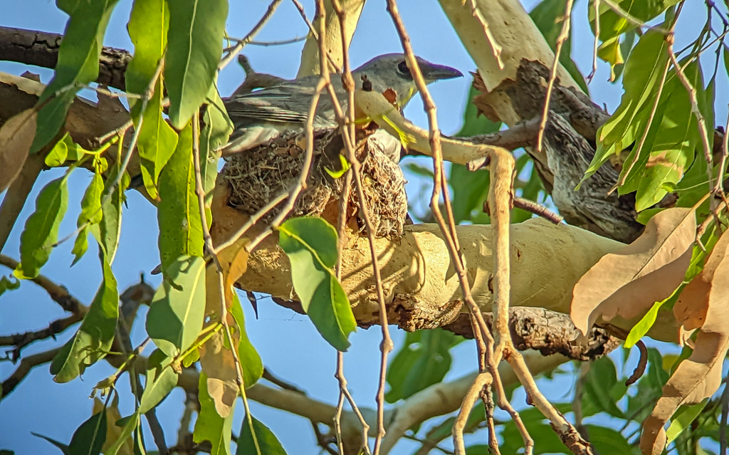 White-bellied Cuckooshrike at Casuarina Reserve