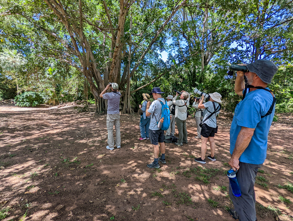 Birding in Australia