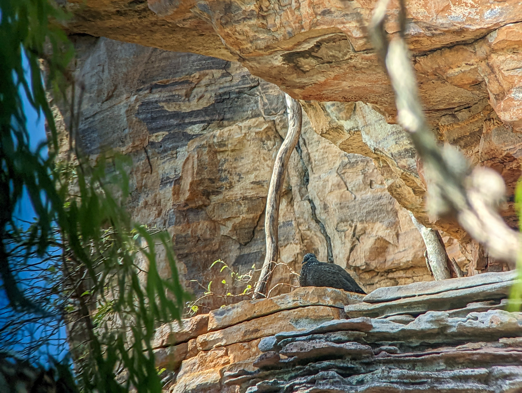 Chestnut-quilled Rock-Pigeon at Bardedjilidji 