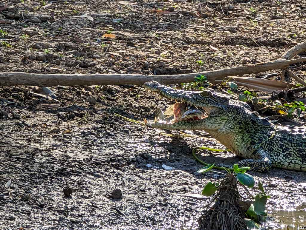 Crocodile eating a Baramundie