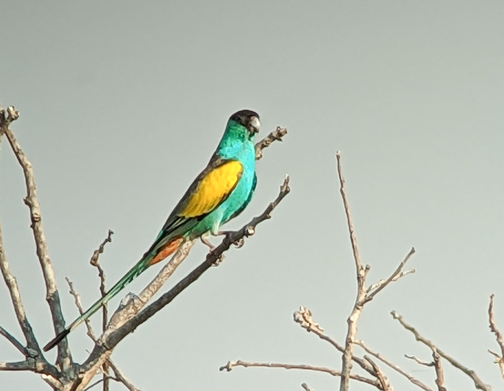 Hooded Parrot at Pine Creek
