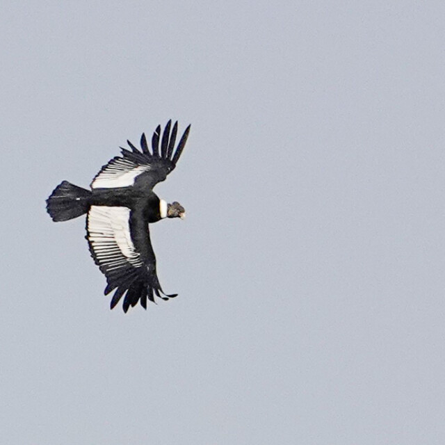 Andean Condor