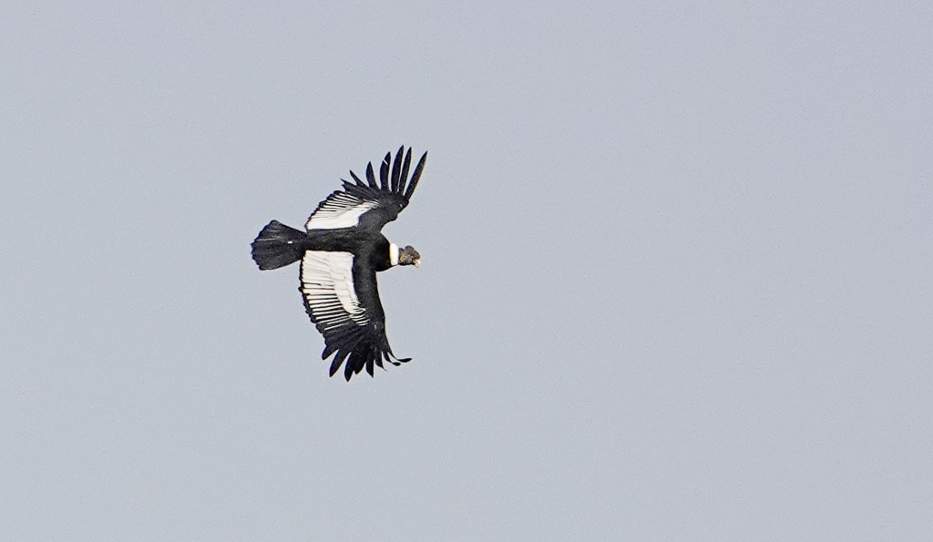 Andean Condor