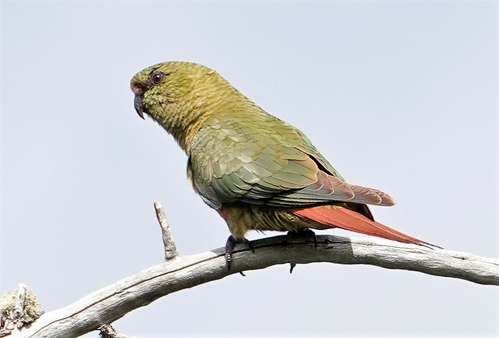 Austral Parakeet