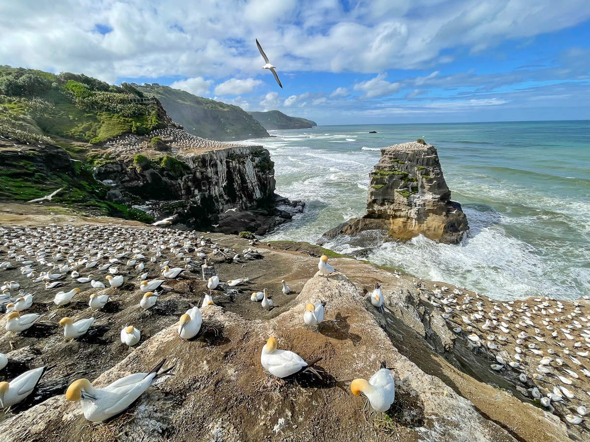 Australasian Gannet Colony