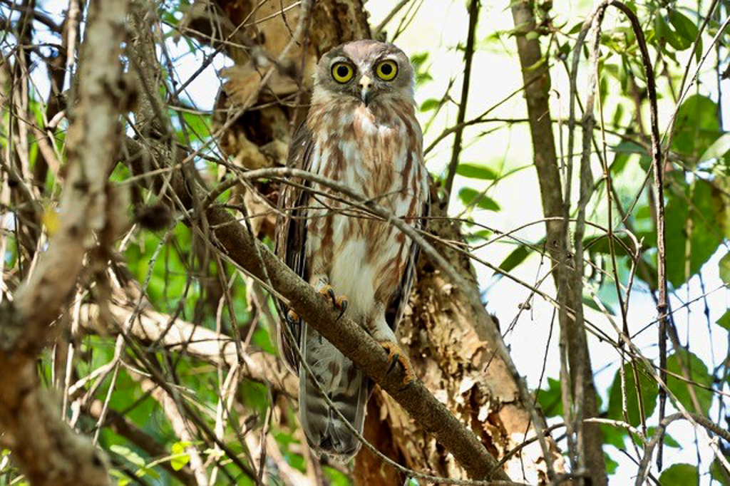 Barking Owl