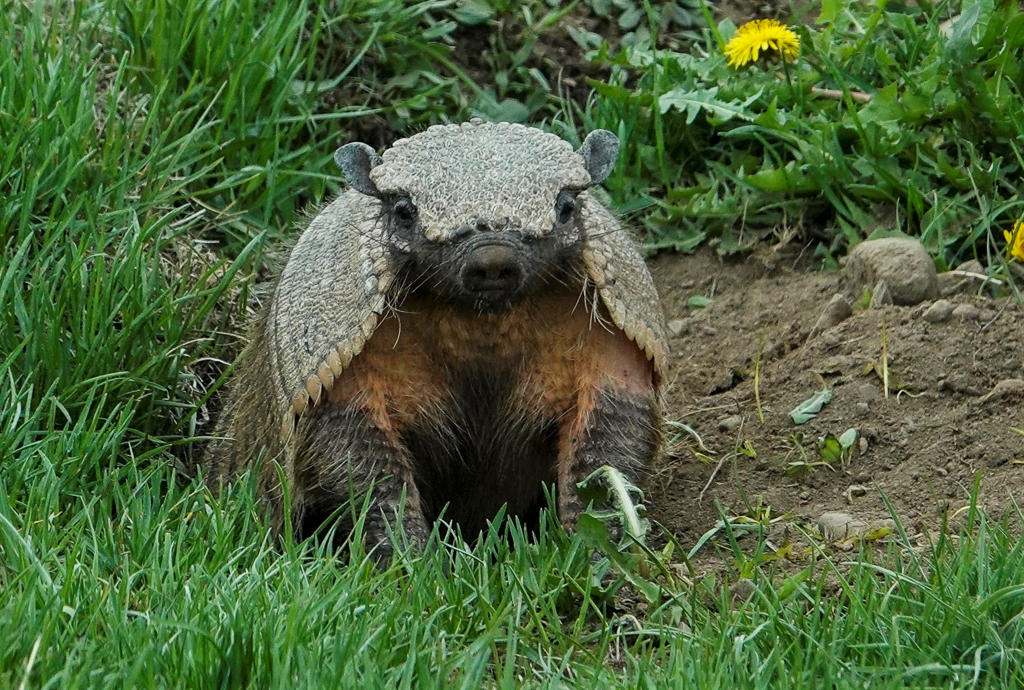 Big Hairy Armadillo