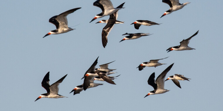 Cape May Migration Tour Trip Report 2022