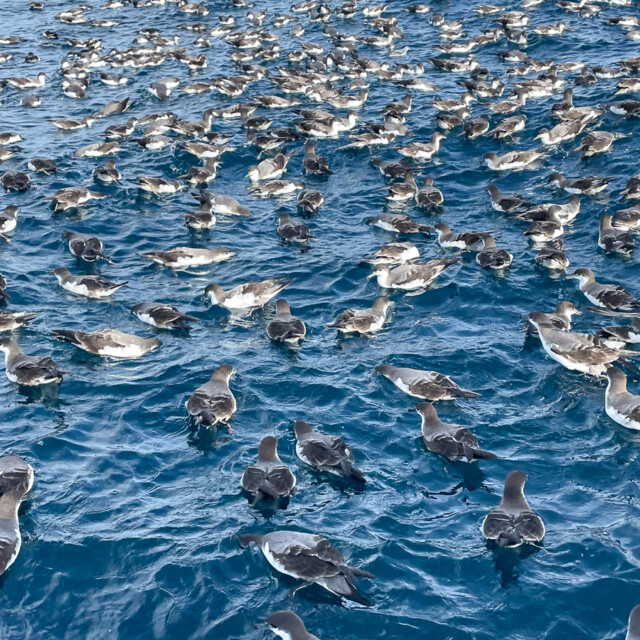 Buller's Shearwaters, pelagic tour, New Zealand