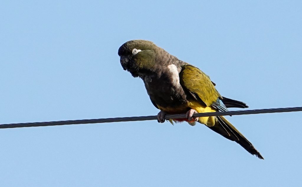Burrowing Parakeet