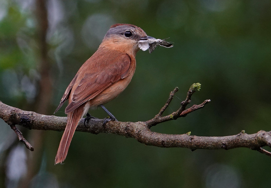 Chestnut-crowned Becard