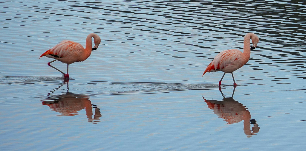 Chilean Flamingos