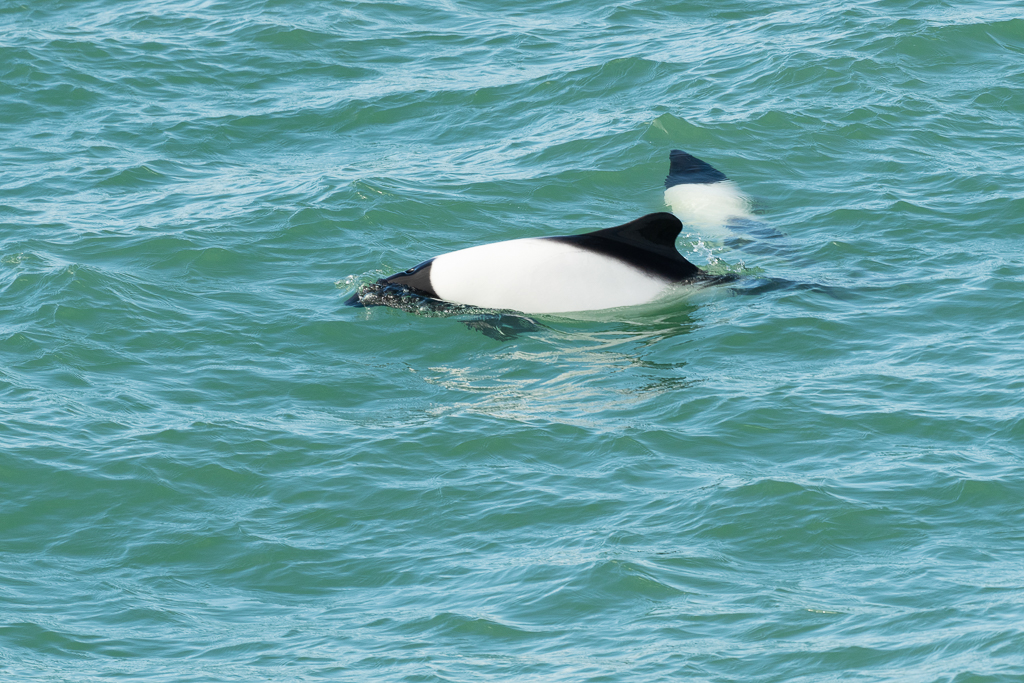 Commerson's Dolphins, Magellanic Strait