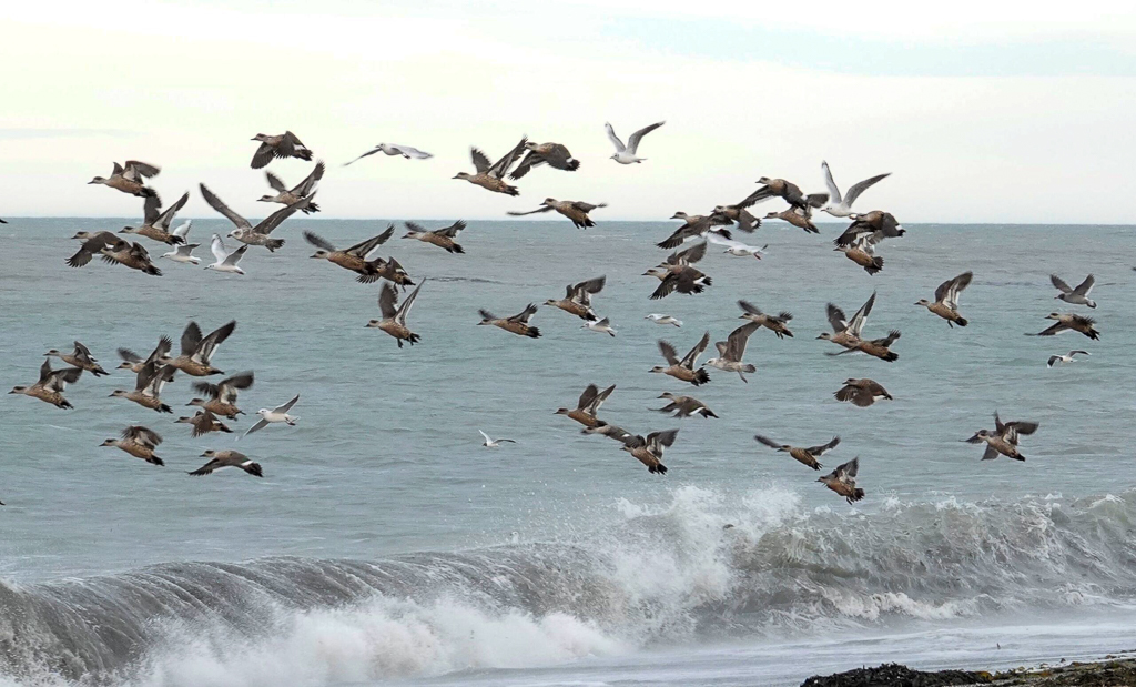Crested Ducks taking flight
