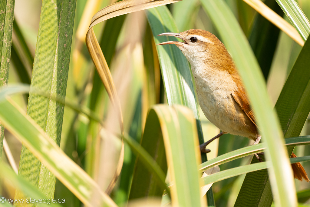 Curve-billed Reedhaunter