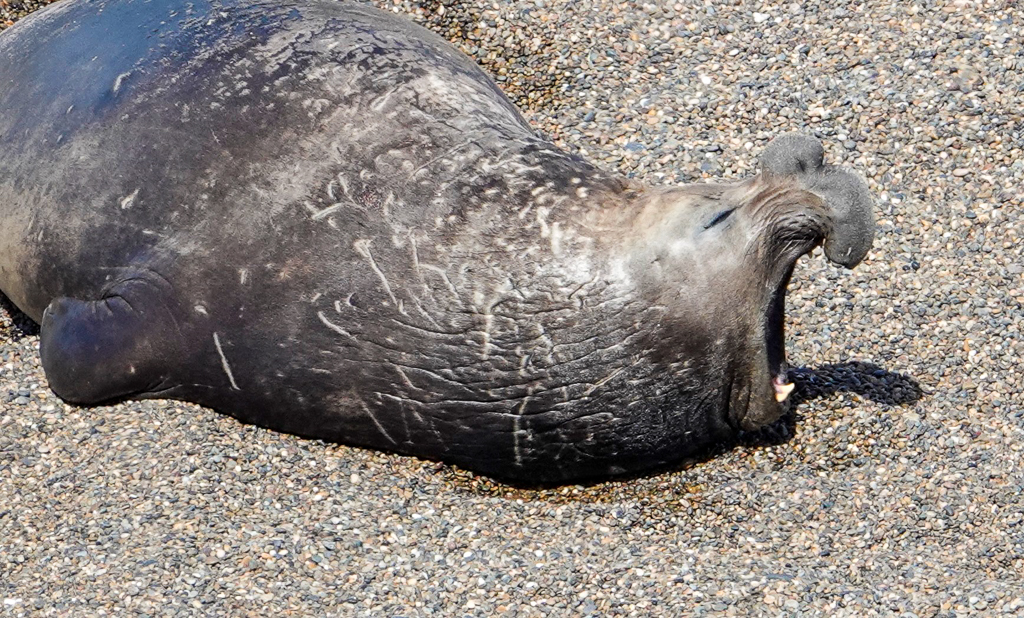 Elephant Seal, bull, yawning