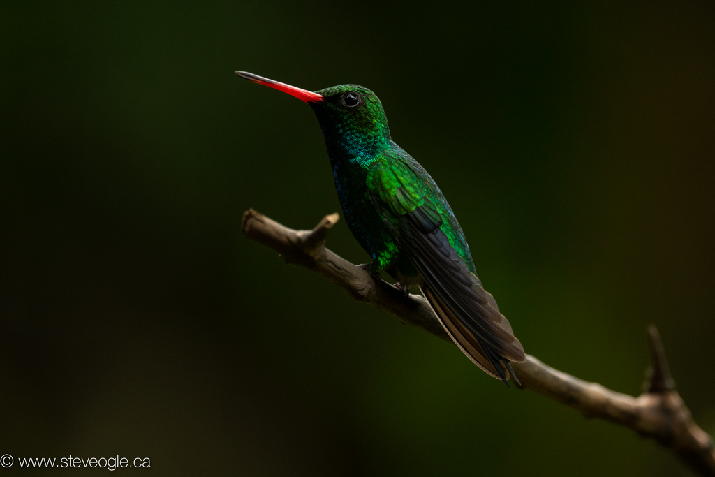 Glittering-bellied Emerald, at the Hummingbird Garden
