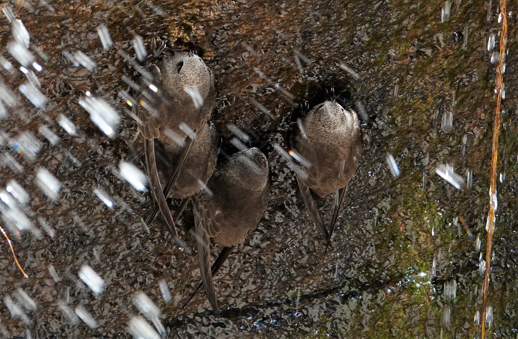 Great Dusky Swifts roosting behind Iguazu cascade