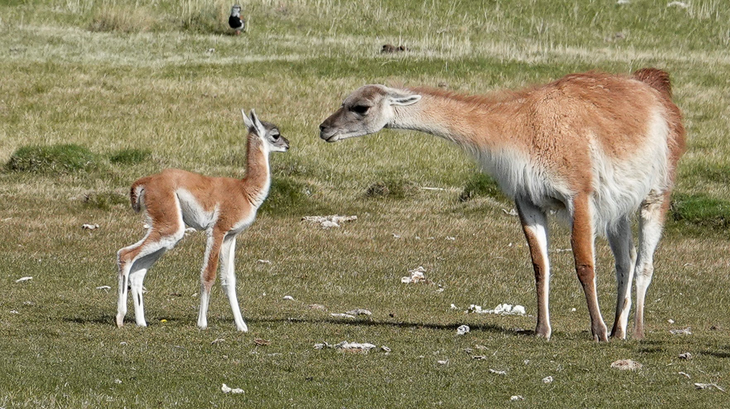 Guanaco mother and baby