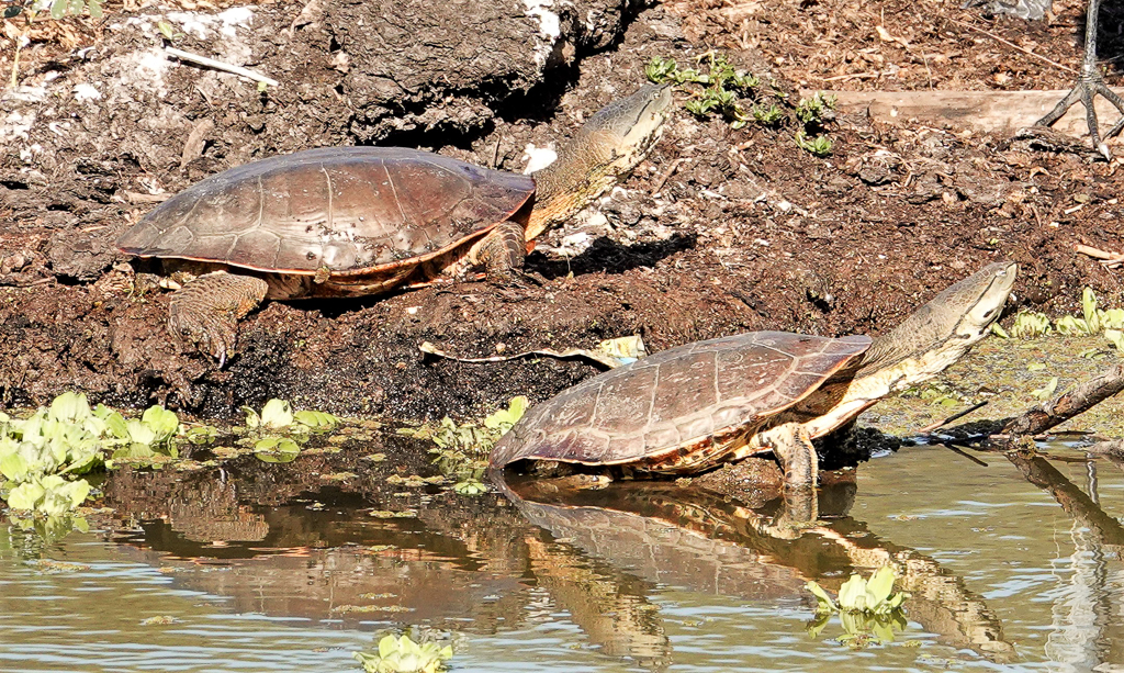 Hilaire's Side-necked Turtle