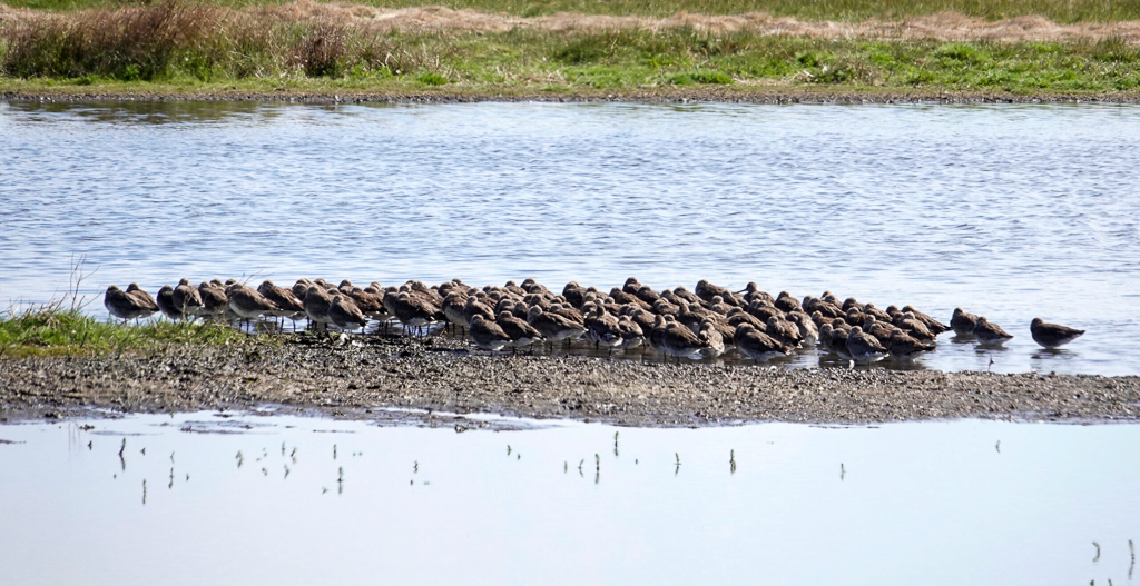 Hudsonian Godwits