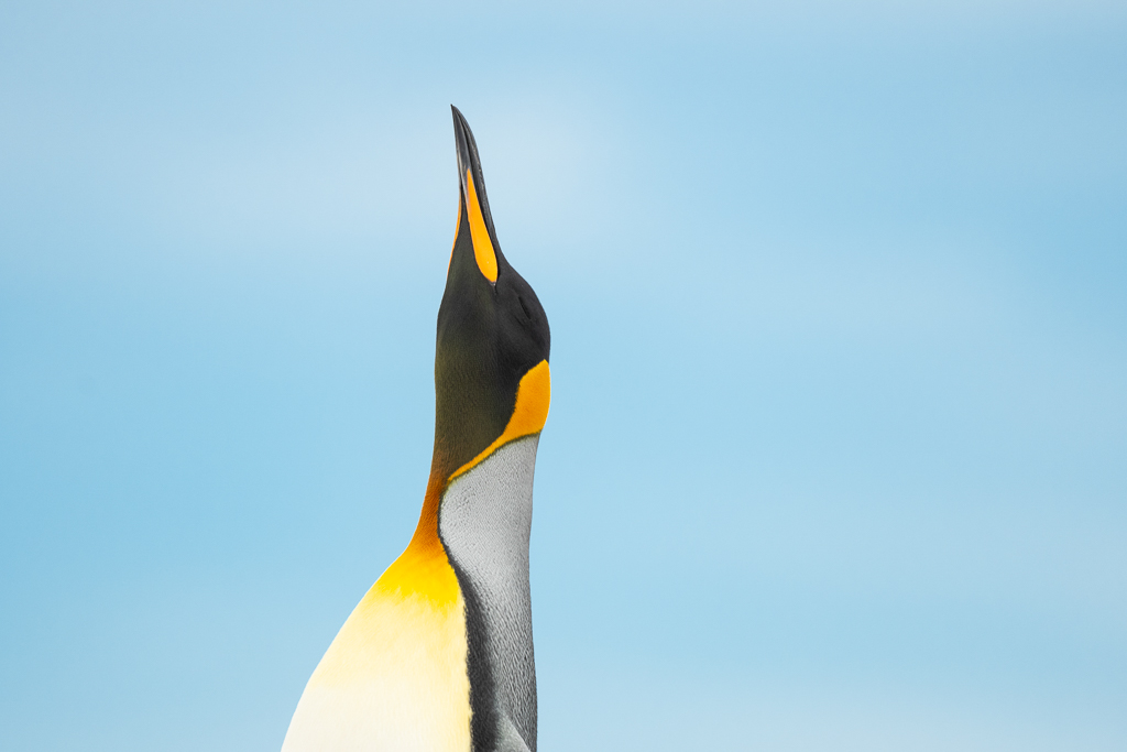 King Penguin