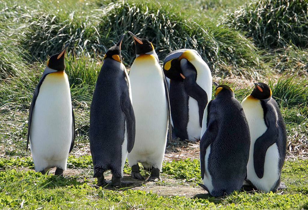 King Penguins