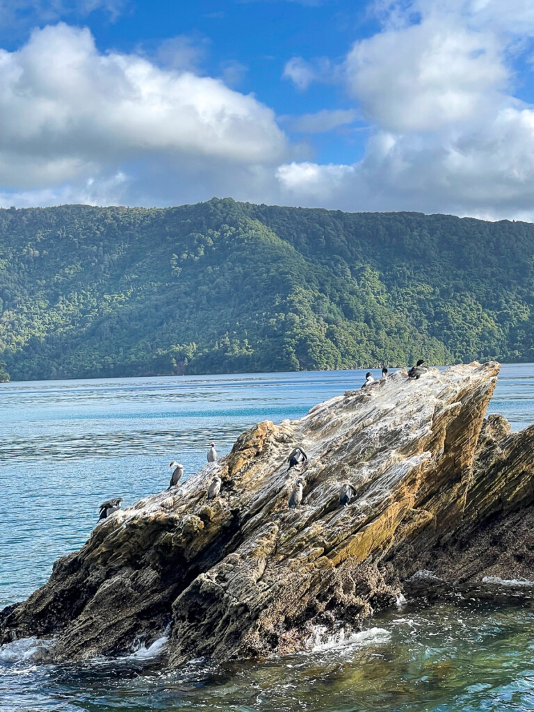 King Shags and Spotted Shags