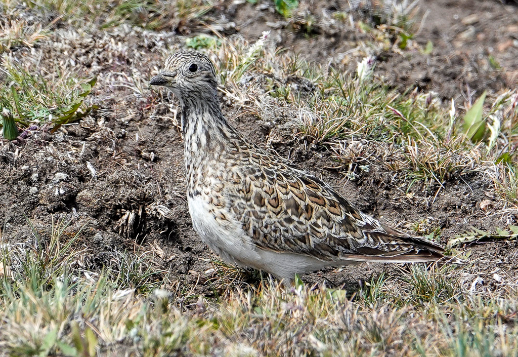 Least Seedsnipe